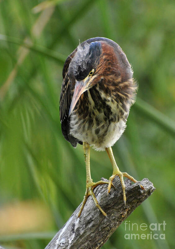 Heron Poster featuring the photograph Baby Greenbacked Heron by Kathy Baccari