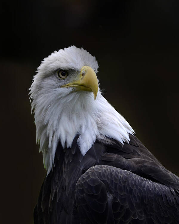 Wilds Poster featuring the photograph Bald Eagle by Ann Bridges