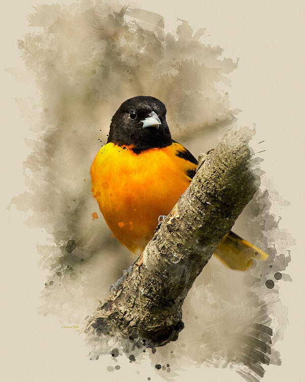 Baltimore Oriole Poster featuring the mixed media Baltimore Oriole Watercolor Art by Christina Rollo