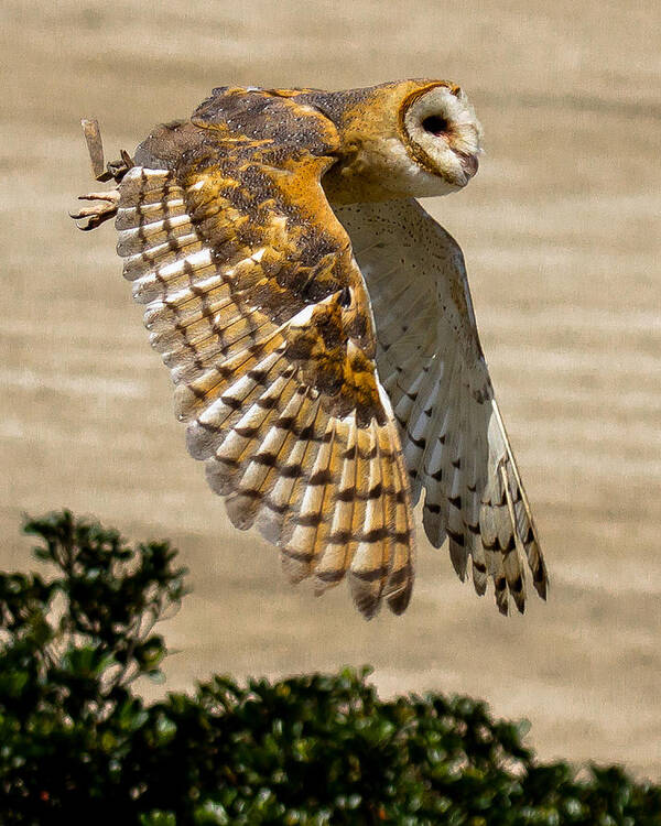 Barn Owl Poster featuring the photograph Barn Owl by Robert L Jackson