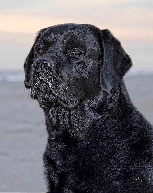 Labrador Retriever Poster featuring the photograph Beach bum by Sami Martin