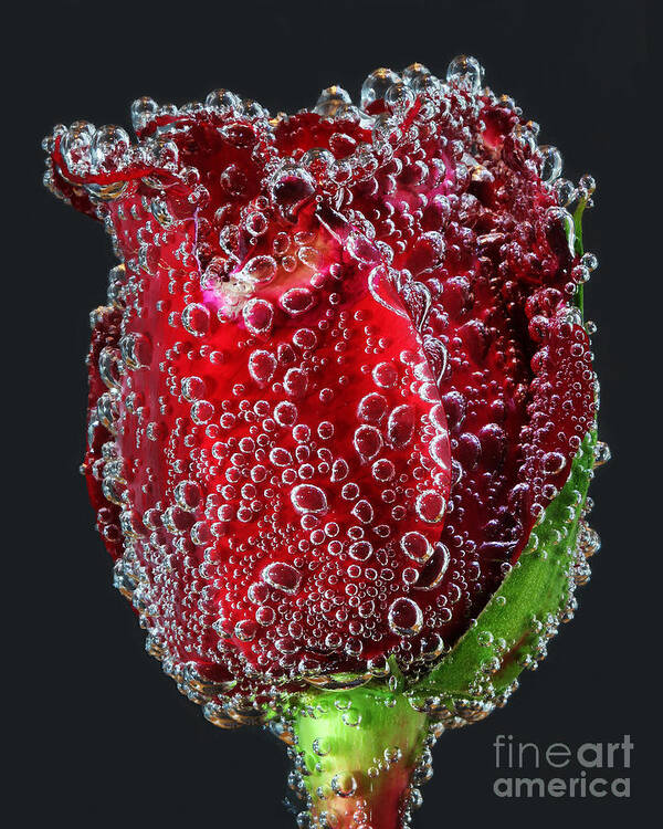 Flower Poster featuring the photograph Bejeweled Rose by ELDavis Photography