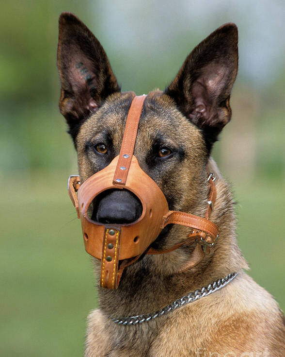 dog muzzle for belgian malinois