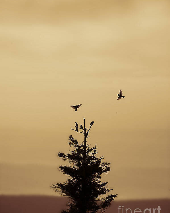 Birds Poster featuring the photograph birds flying and landing in tree Dolly Sods by Dan Friend