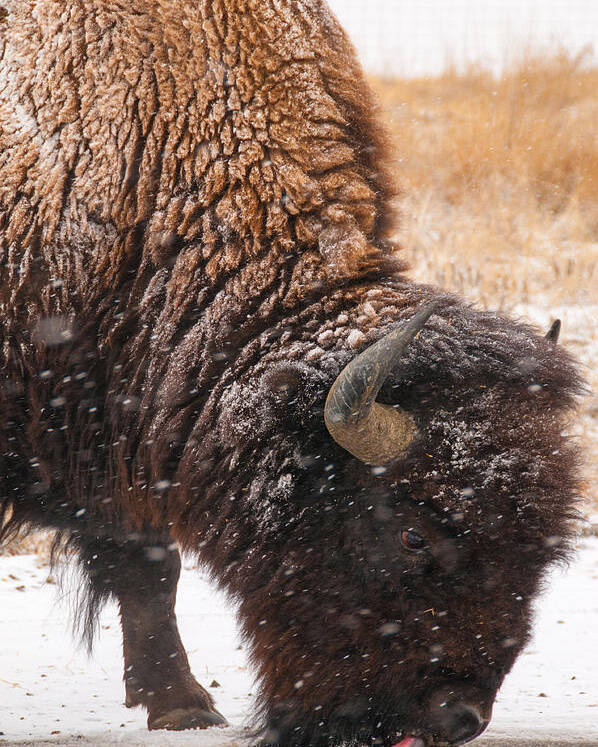 Bison Poster featuring the photograph Bison in Snow Licking Ground by Tom Potter
