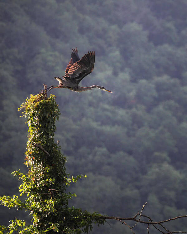 Blue Heron Poster featuring the photograph Blue Heron Leaving Snag by Michael Dougherty