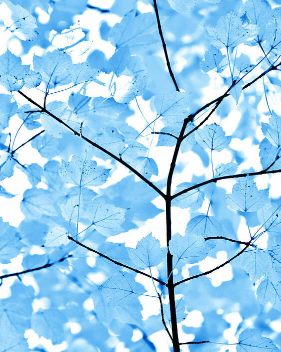 Leaf Poster featuring the photograph Blue Leaves Melody by Jennie Marie Schell
