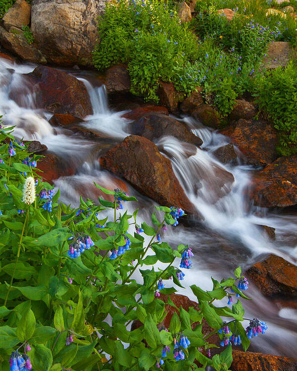Stream Poster featuring the photograph Bluebell Creek by Darren White