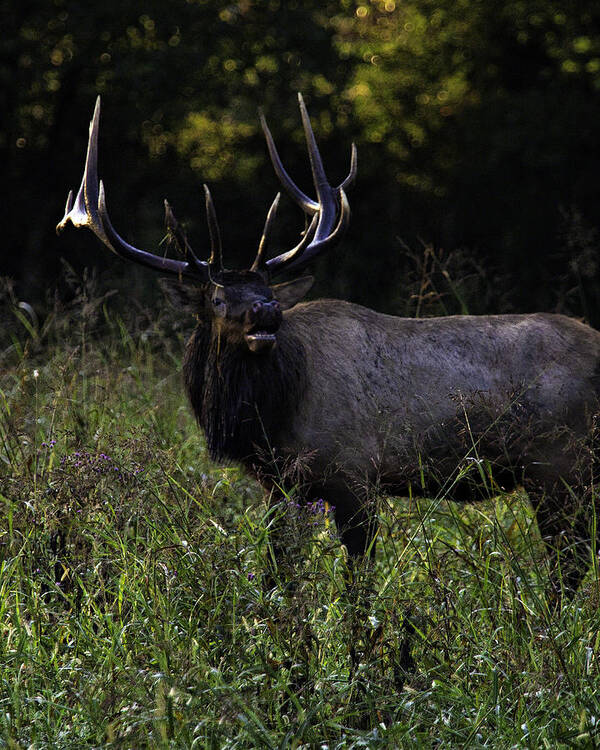 Bull Elk Poster featuring the photograph Bull Elk at First Light by Michael Dougherty