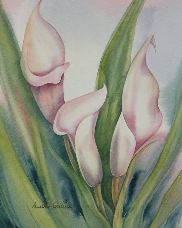 Calla Lilies Poster featuring the painting Calla Lilies by Heather Gallup