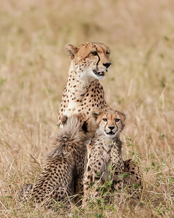 Poster Cheetah Cubs