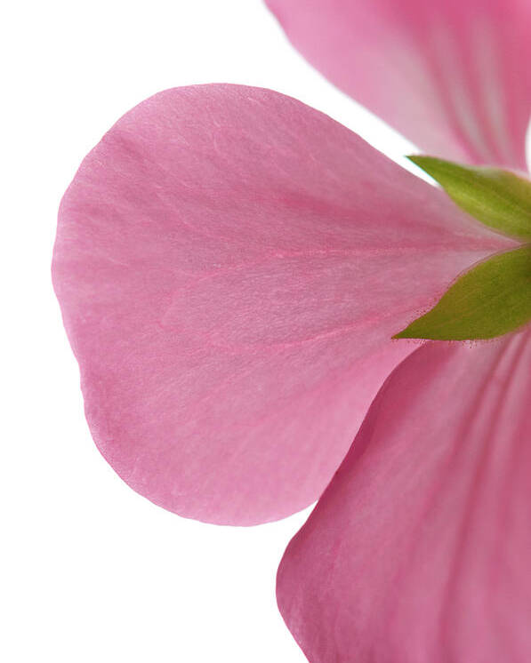 Fallen Pink Rose Petals From A Vase Stock Photo - Download Image Now - Rose  Petals, Petal, Pink Color - iStock