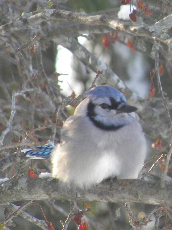 Nature Poster featuring the photograph Cold Canadian Bluejay by Peggy McDonald