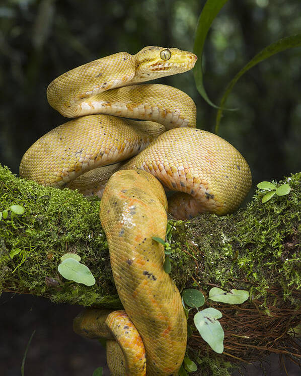 Pete Oxford Poster featuring the photograph Common Tree Boa -yellow Morph by Pete Oxford