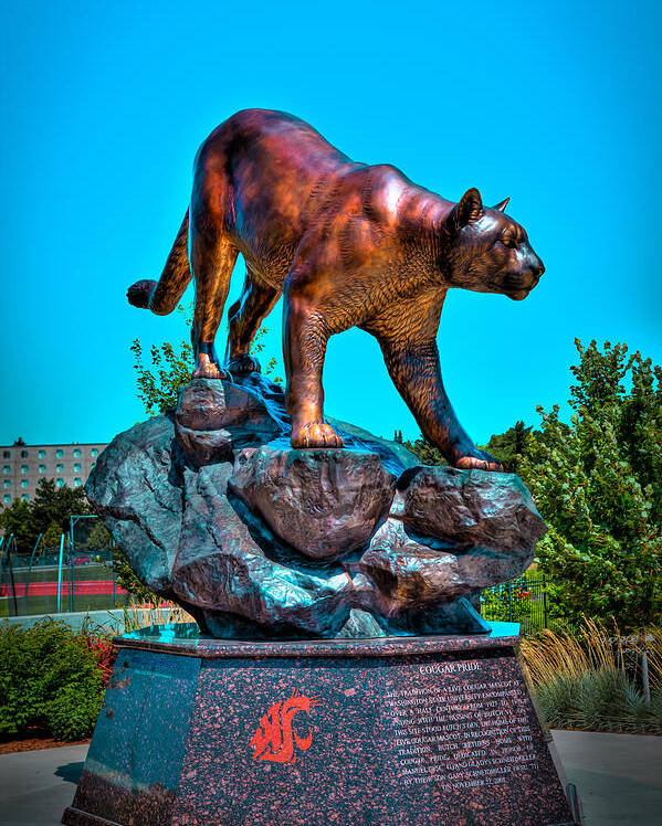 Washington State University Poster featuring the photograph Cougar Pride Sculpture - Washington State University by David Patterson
