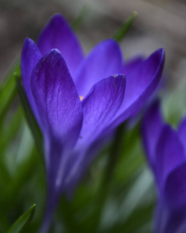 Spring Poster featuring the photograph Crocus in the Evening by Forest Floor Photography