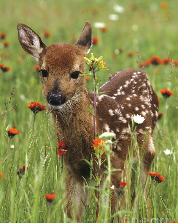 Deer Poster featuring the photograph Curious Fawn by Chris Scroggins