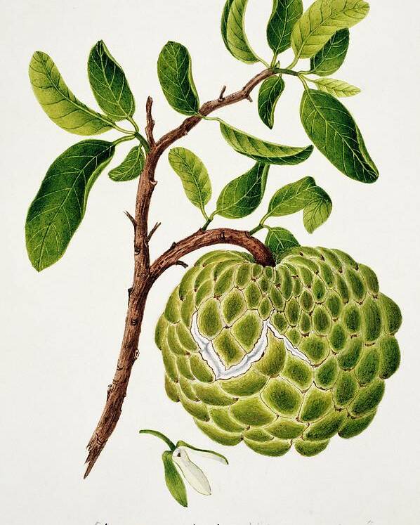 Annona Cheremoya Poster featuring the photograph Custard Apple Fruit by Natural History Museum, London/science Photo Library