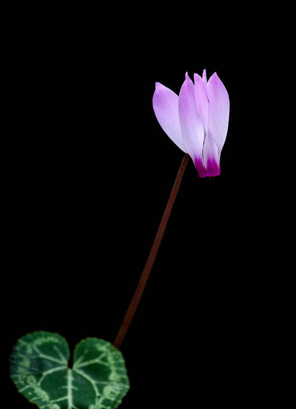 Flower Poster featuring the photograph Pink Cyclamen flower by Michalakis Ppalis