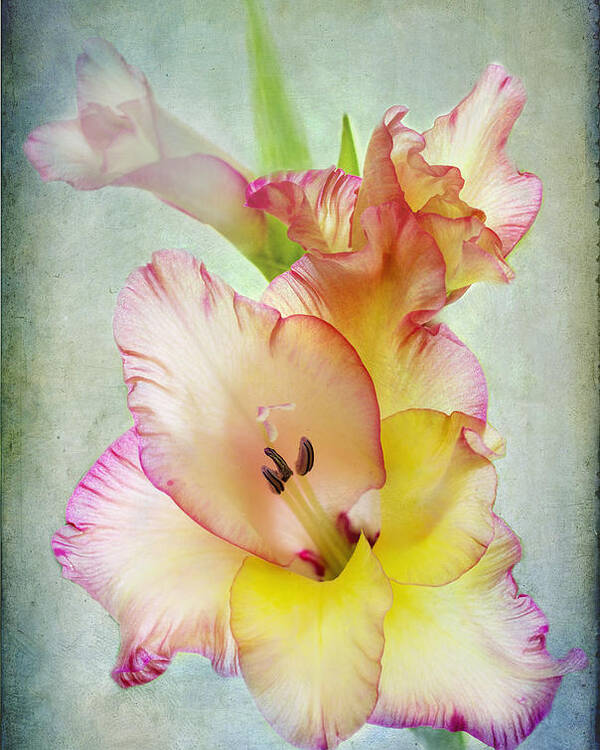 Gladiolus Poster featuring the photograph Delicate Beauty by Marina Kojukhova