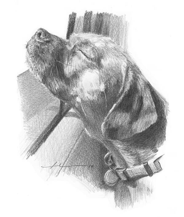 <a Href=http://miketheuer.com Target =_blank>www.miketheuer.com</a> Dog Out Car Window Pencil Portrait Poster featuring the drawing Dog Out Car Window Pencil Portrait by Mike Theuer