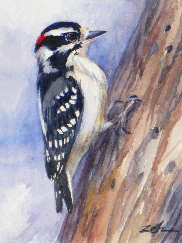 Woodpecker Art Print Poster featuring the painting Downey Woodpecker by Janet Zeh