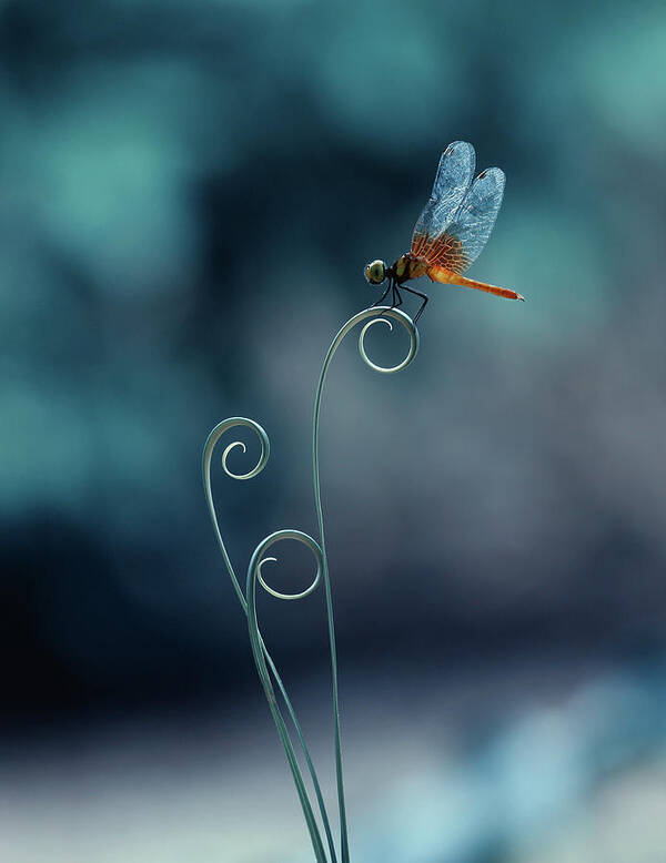 Macro Poster featuring the photograph Dragonfly by Ridho Arifuddin