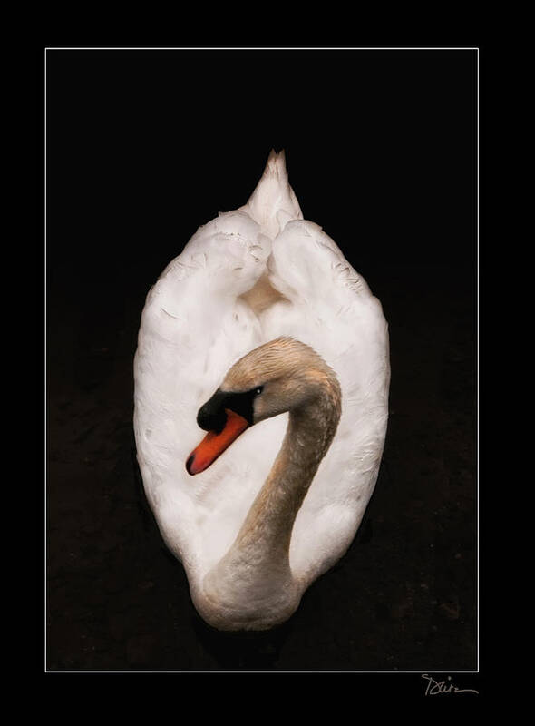 Swan Poster featuring the photograph Elegant Swan by Peggy Dietz
