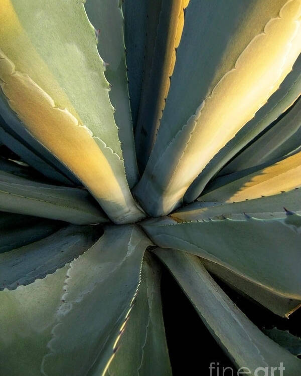 Desert Poster featuring the photograph Evening Agave by Ellen Cotton