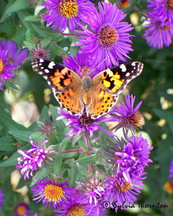 Butterfly Poster featuring the photograph Fall Flutterby by Sylvia Thornton