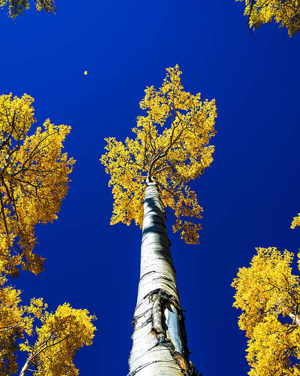Falling Leaf Poster featuring the photograph Falling Leaf by Chad Dutson