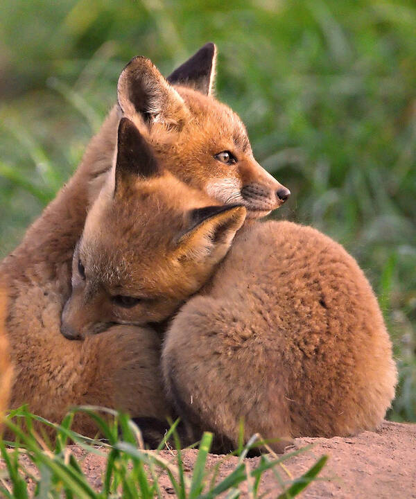 cuddle and kind fox