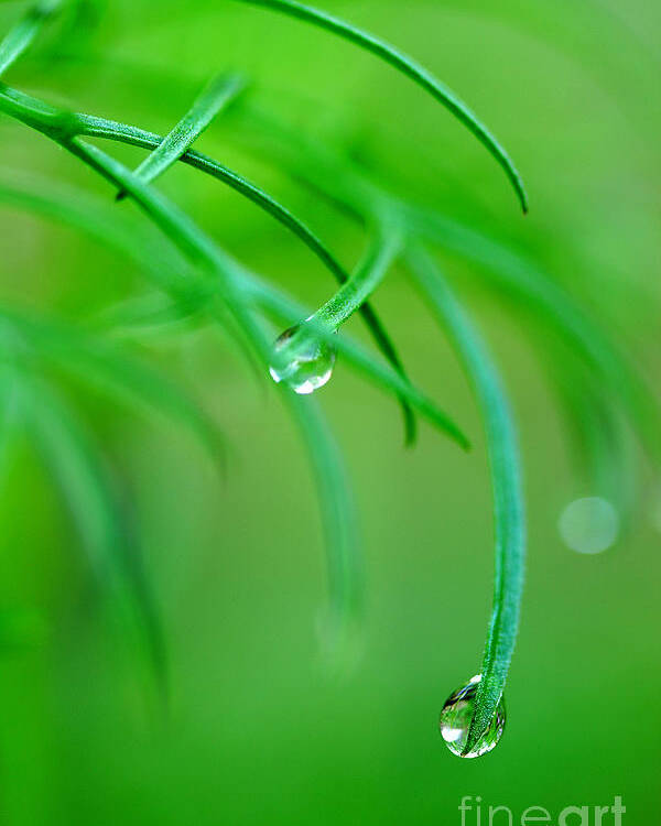 Dew Drops Poster featuring the photograph Garden Gifts by Michael Eingle