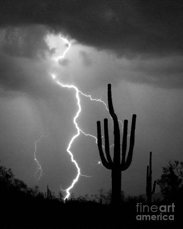 Saguaro Poster featuring the photograph Giant Saguaro Cactus Lightning Strike BW by James BO Insogna