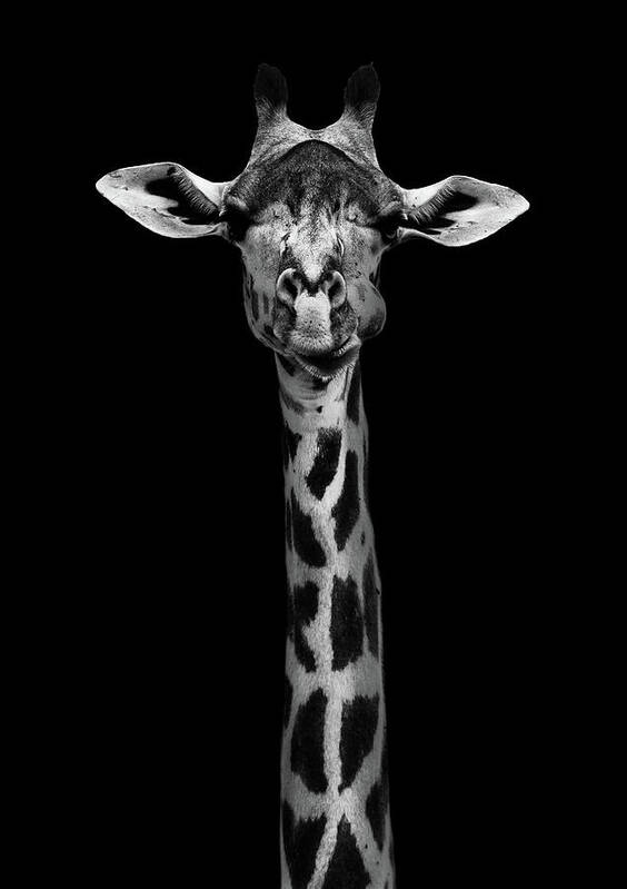 Africa Poster featuring the photograph Giraffe Portrait by Wildphotoart