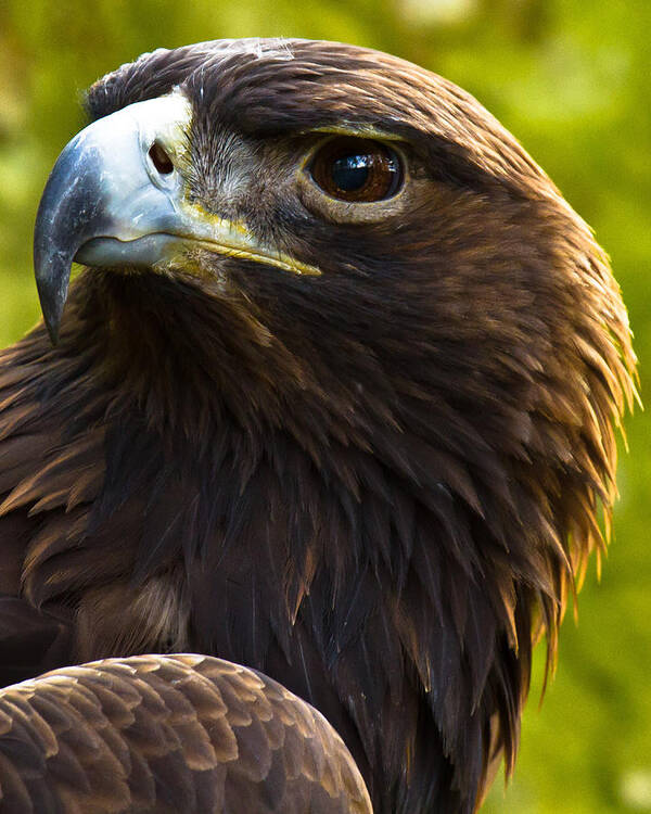 Golden Eagle Poster featuring the photograph Golden Eagle by Robert L Jackson