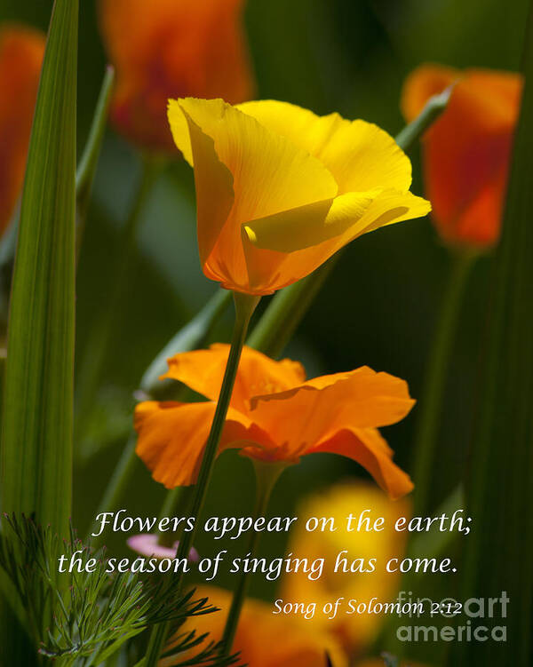 Golden Poppy Floral Bible Verse Photography Poster