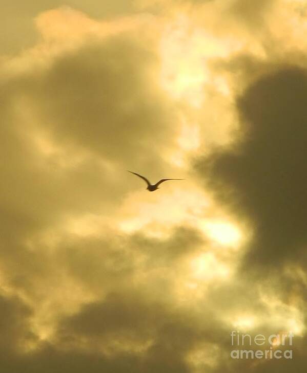 Birds Poster featuring the photograph Golden Sky by Gallery Of Hope 