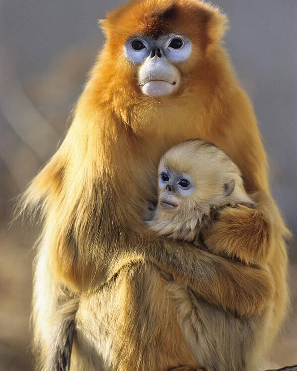 Feb0514 Poster featuring the photograph Golden Snub-nosed Monkey And Baby China by Konrad Wothe