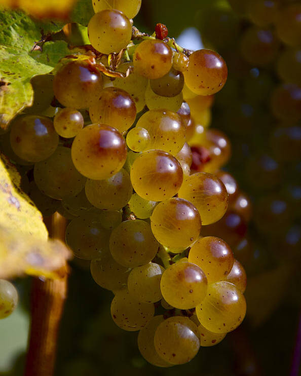 Wine Poster featuring the photograph Golden Wine Grapes by Owen Weber