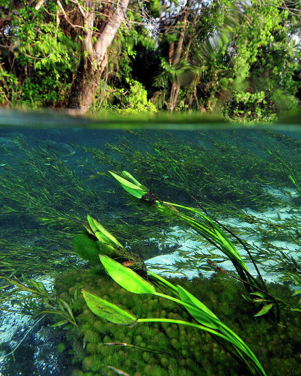 Underwater Poster featuring the photograph Green flow by Artesub