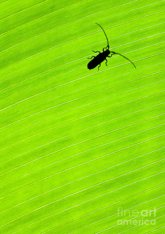 Costa Rica Poster featuring the photograph Green leaf background with a bug by Anna Om
