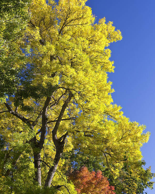 Autumn Poster featuring the photograph Green Orange Yellow and Blue by James BO Insogna