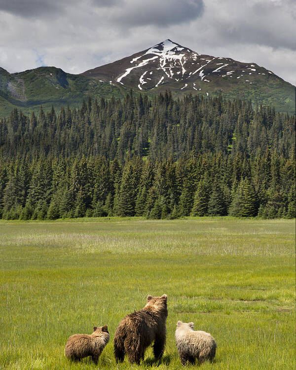 Richard Garvey-williams Poster featuring the photograph Grizzly Bear Mother And Cubs In Meadow by Richard Garvey-Williams