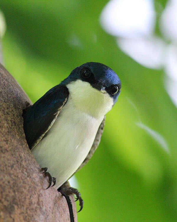 Male Tree Swallow Poster featuring the photograph Guarding his Gourd 2 by Brook Burling