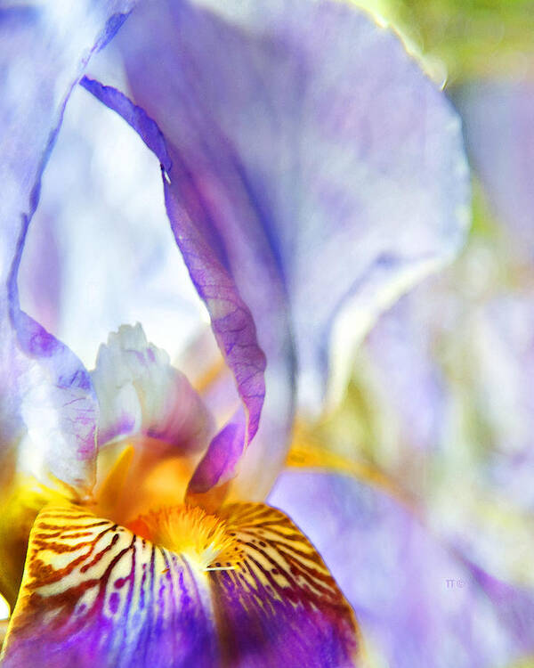 Iris Poster featuring the photograph Heavenly Iris by Theresa Tahara