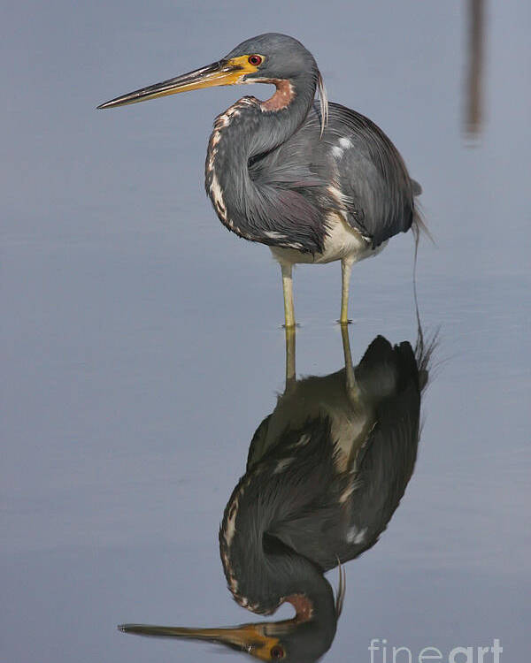 Heron Poster featuring the photograph Heron Reflections by Jayne Carney