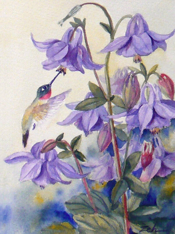 Hummingbird Art Poster featuring the painting Hummingbird and Purple Columbine by Janet Zeh