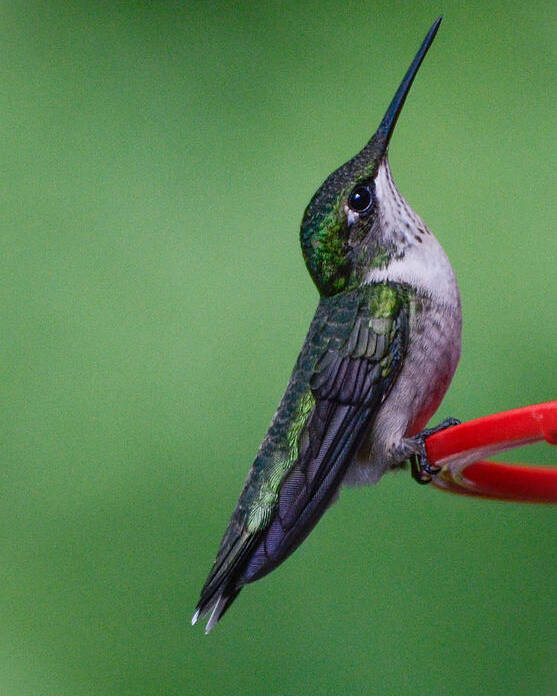 Hummingbird Poster featuring the photograph Hummingbird Profile by Amy Porter