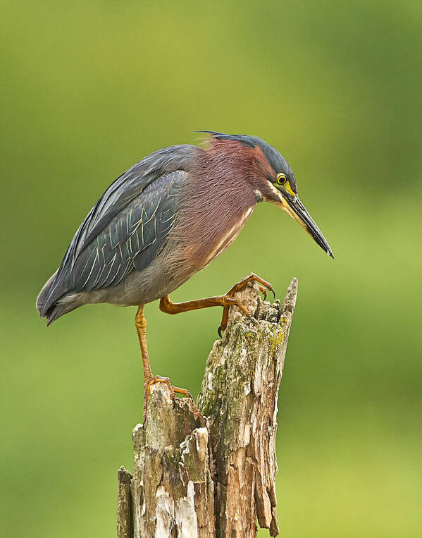 John Vose Poster featuring the photograph Hunting Green Heron by John Vose